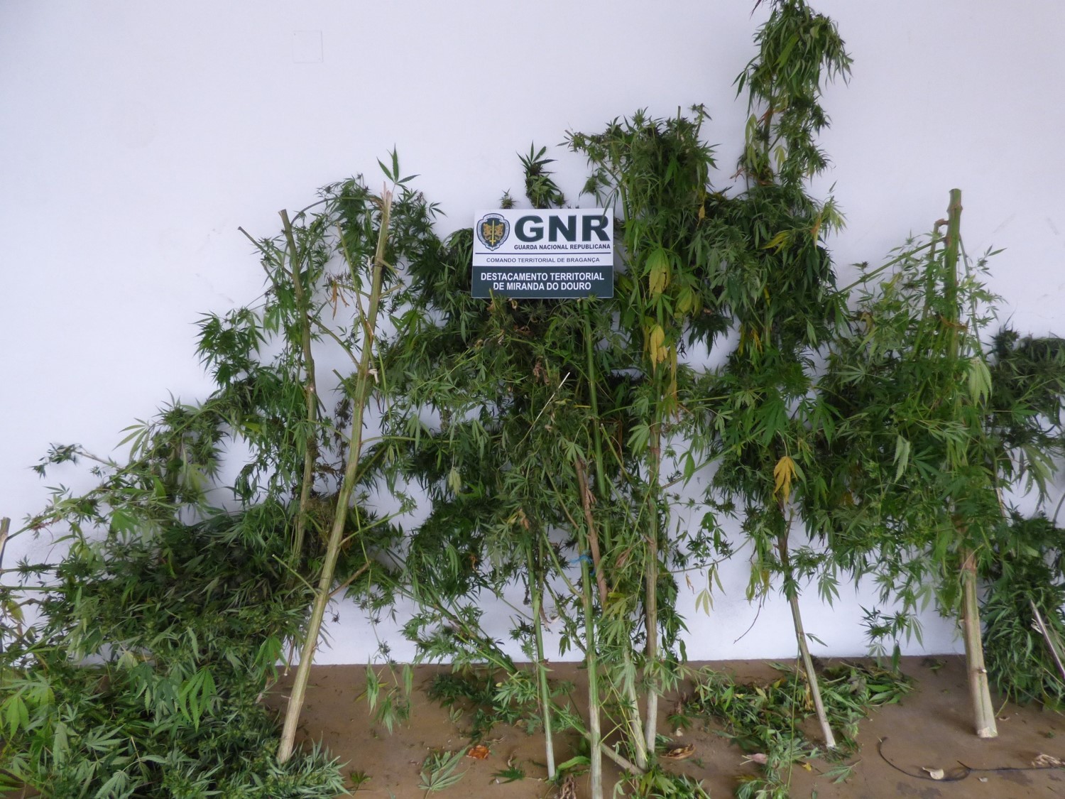 Homem detido em Mogadouro tinha plantação de cannabis no meio de vegetação