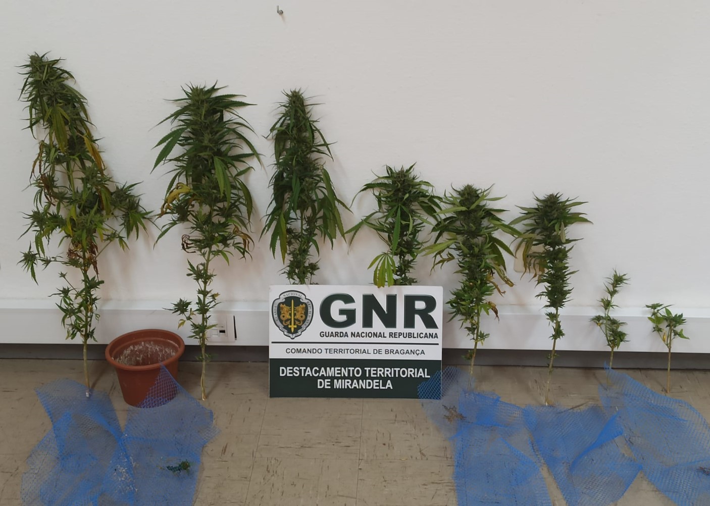 Oito plantas de cannabis apreendidas e um homem detido por caça ilegal no concelho de Mirandela