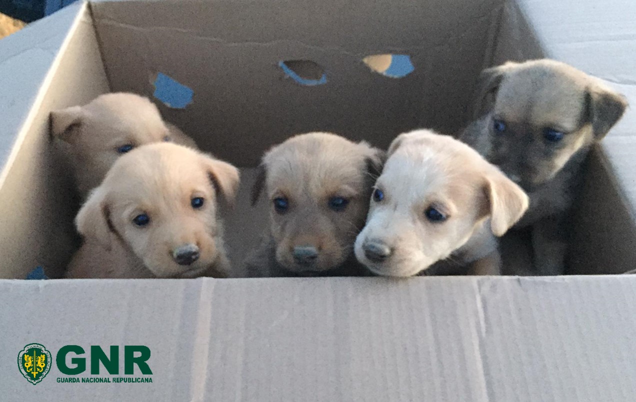 GNR resgatou 7 cães bebés abandonados na berma da estrada entre Nozelos e Junqueiros