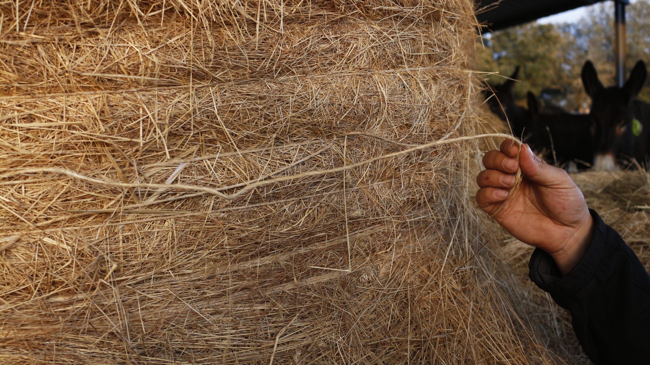Campanha da AEPGA sensibiliza agricultores para uso de fio de sisal em substituição do polipropileno