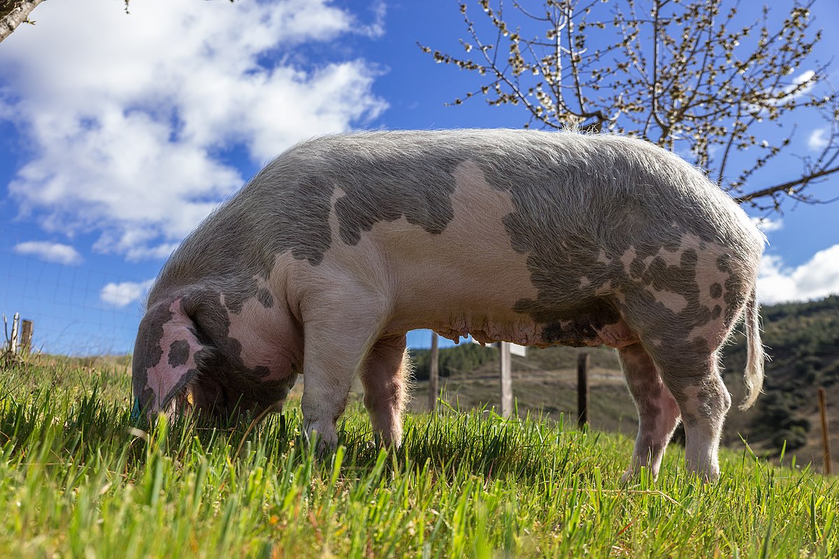 Apoio à carne de suínos deixa de fora criadores de porcos de raça bísara