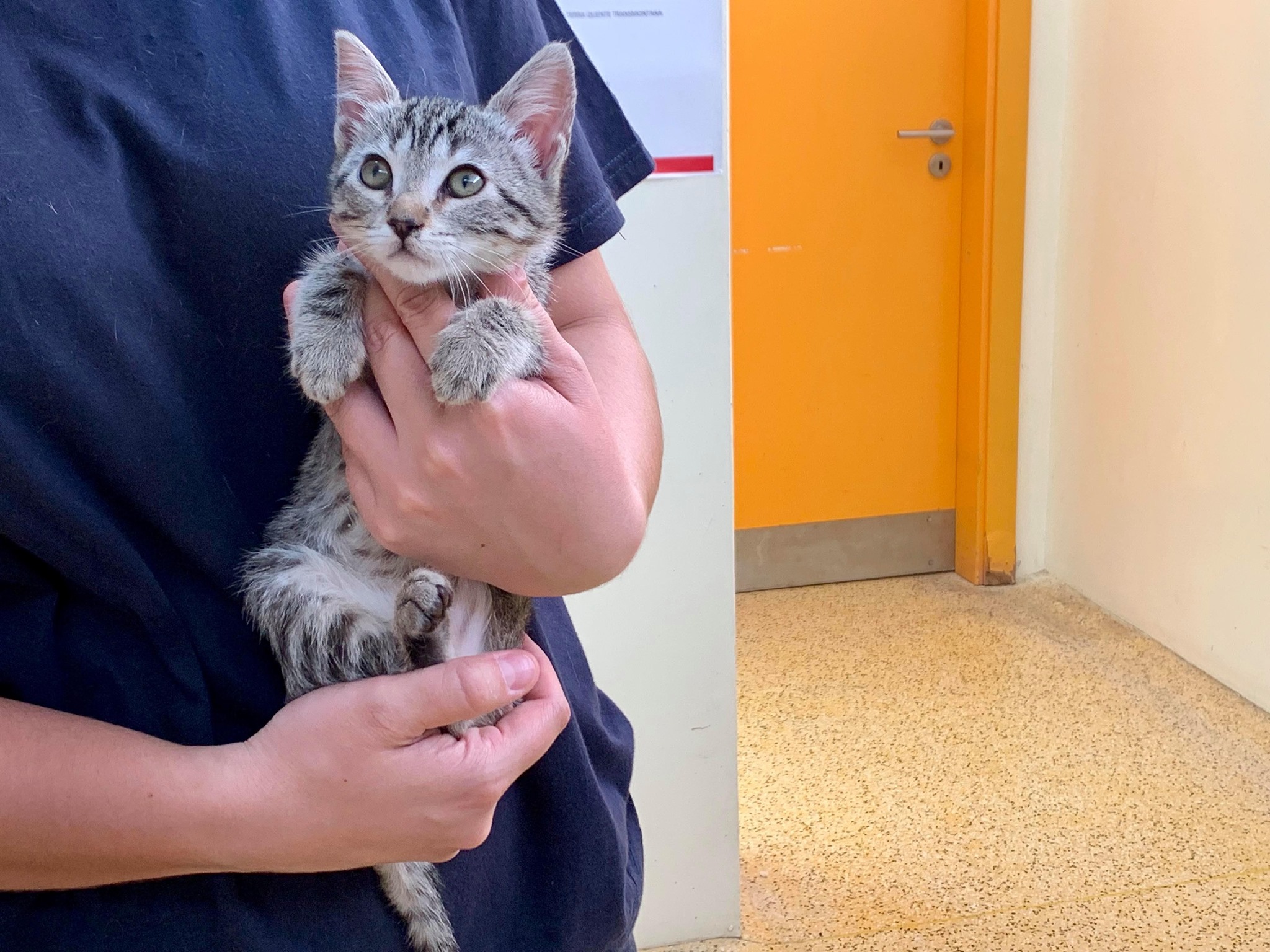 Número de animais adoptados aumentou durante a pandemia no distrito