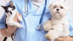 Ordem dos Veterinários contesta mudança da tutela de animais de companhia para o ministério do Ambiente