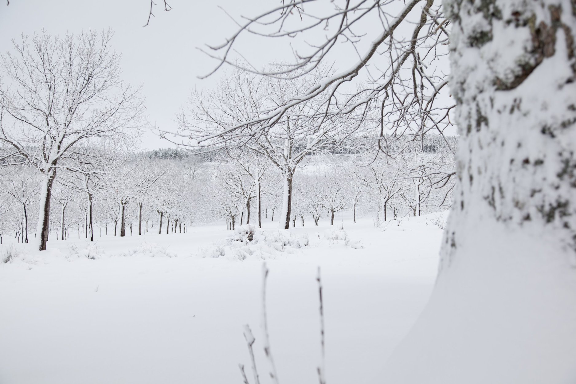 Previsão de queda de neve coloca distrito de Bragança em alerta amarelo