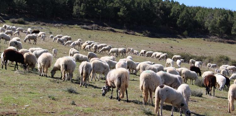 Pelo menos 5 ovelhas foram mortas em ataque a rebanho em Nogueira