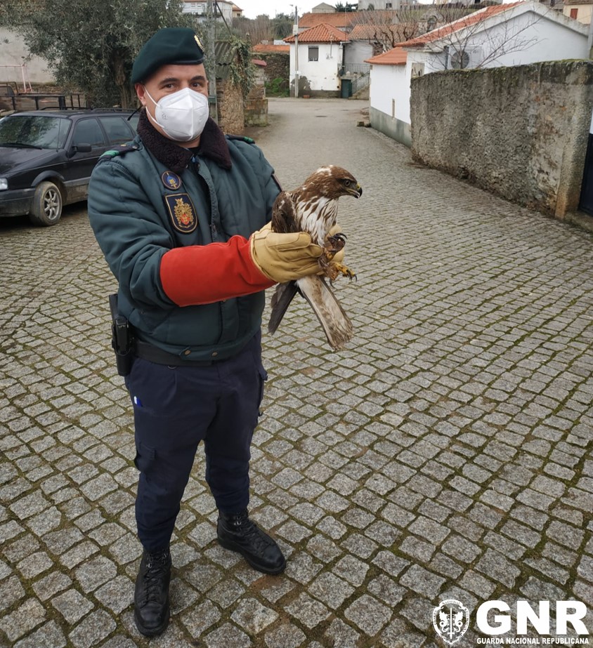 GNR resgata águia-de-asa-redonda no concelho de Mirandela