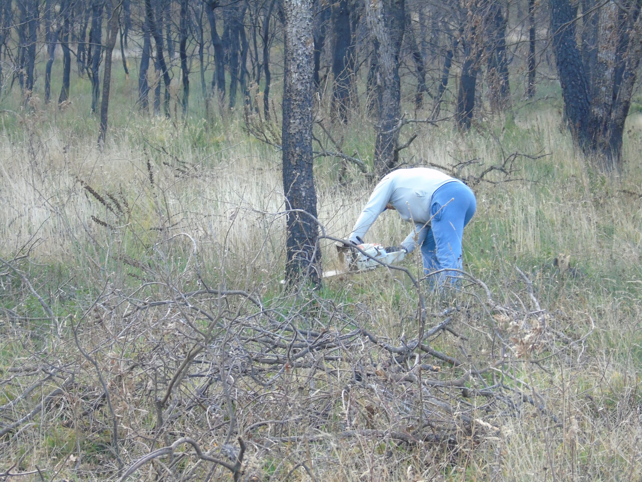 Autarquia de Moncorvo está a dar lenha aos munícipes da Serra do Reboredo