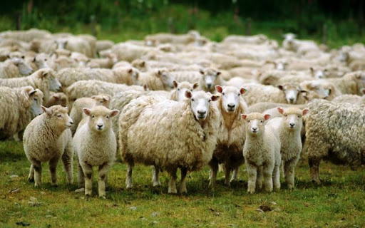 Sanidade animal em Macedo comparticipada em 60%