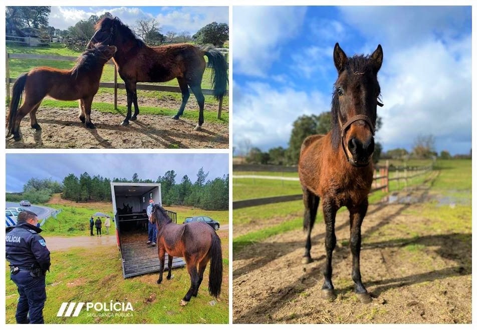 Égua e pónei resgatados pela PSP em Mirandela