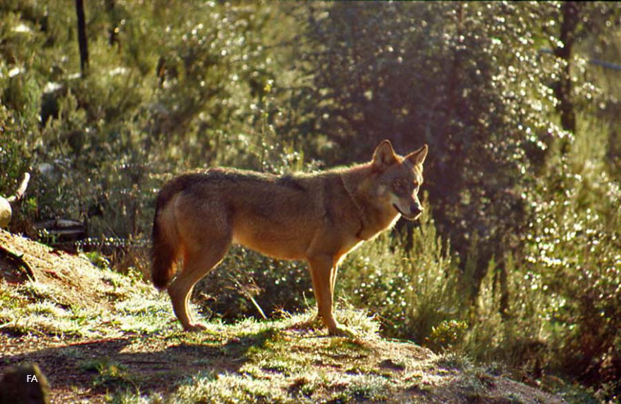 Investigada morte de dois lobos em Bragança e Montalegre