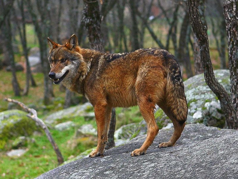 Verdes querem censo nacional do lobo ibérico actualizado o mais depressa possível