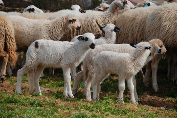 Páscoa incerta para criadores de cabrito e cordeiro
