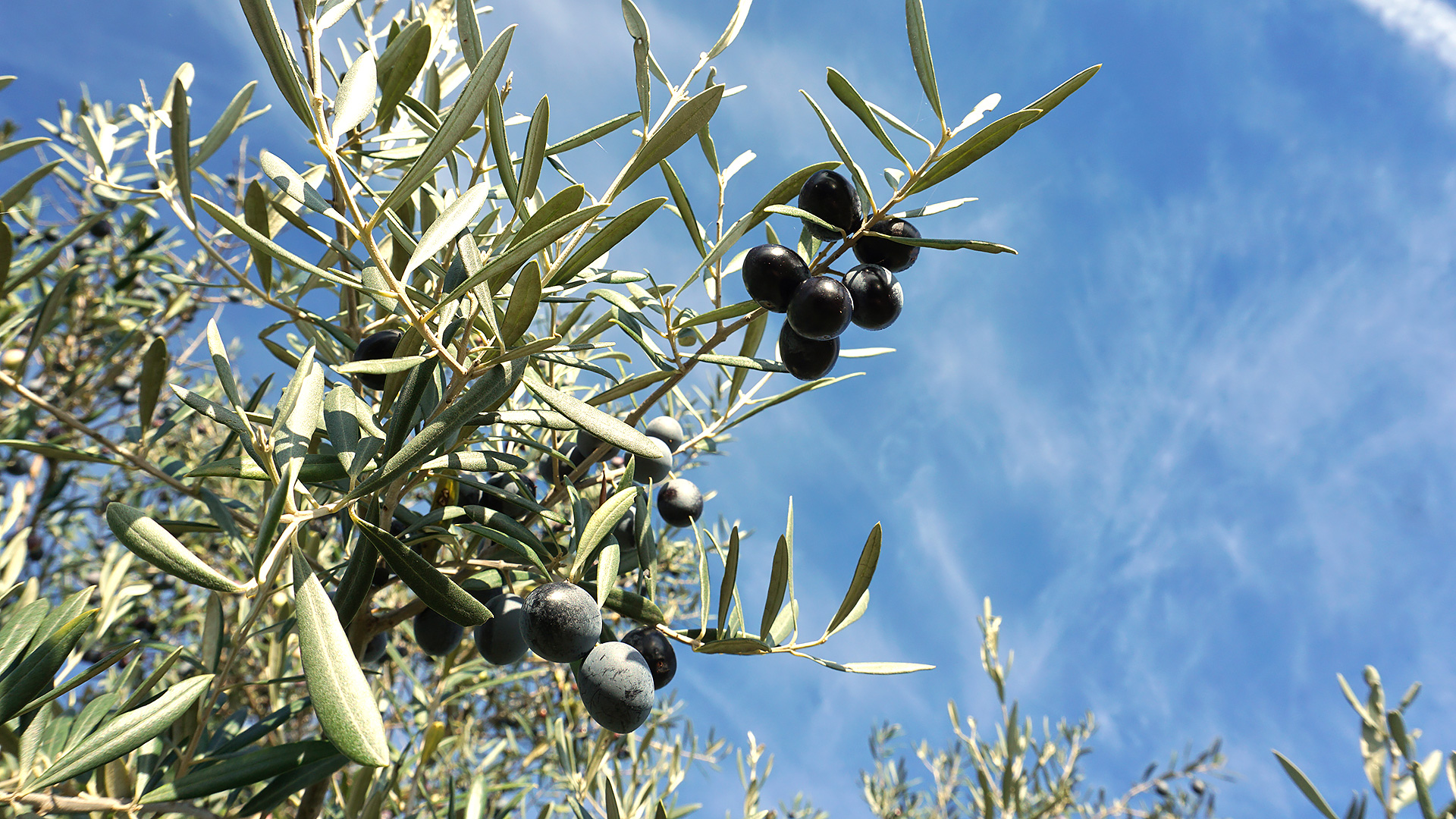 Concurso europeu distingue projecto de valorização da oliveira integrado pelo IPB