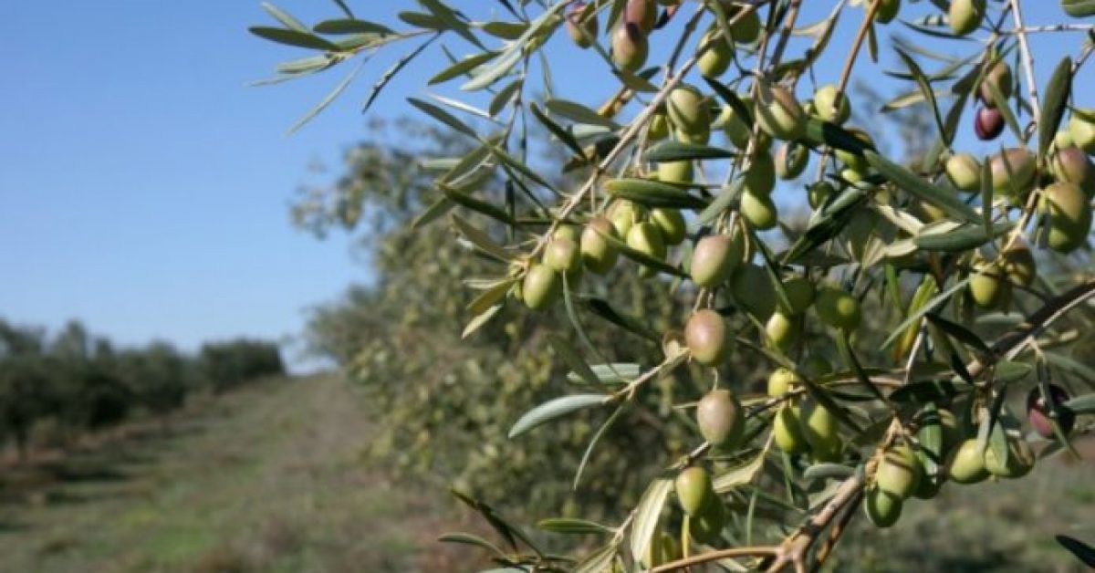 Concurso europeu distingue projecto de valorização da oliveira integrado pelo IPB