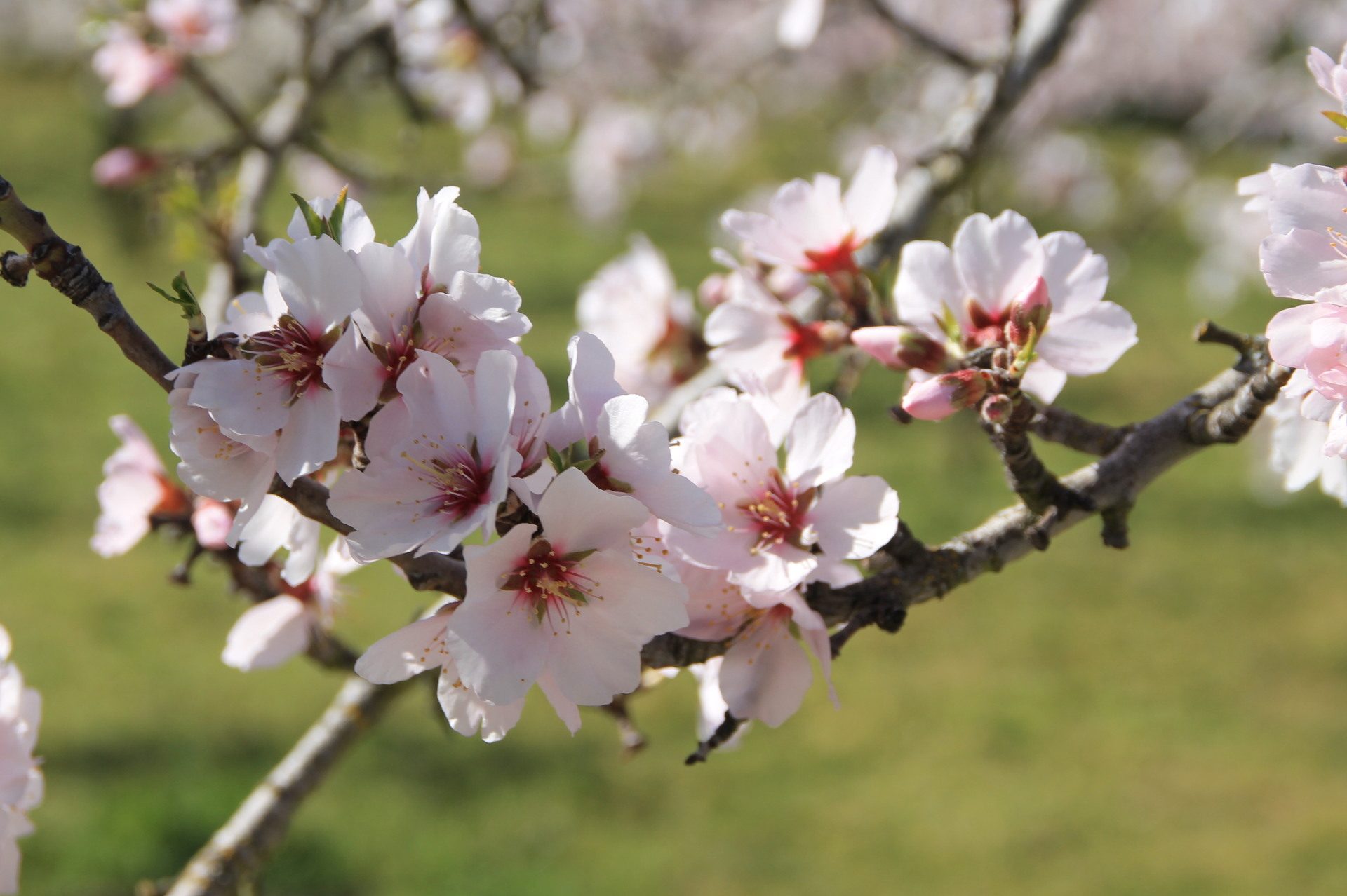 Mogadouro assinala Amendoeiras em Flor com venda de produtos on-line