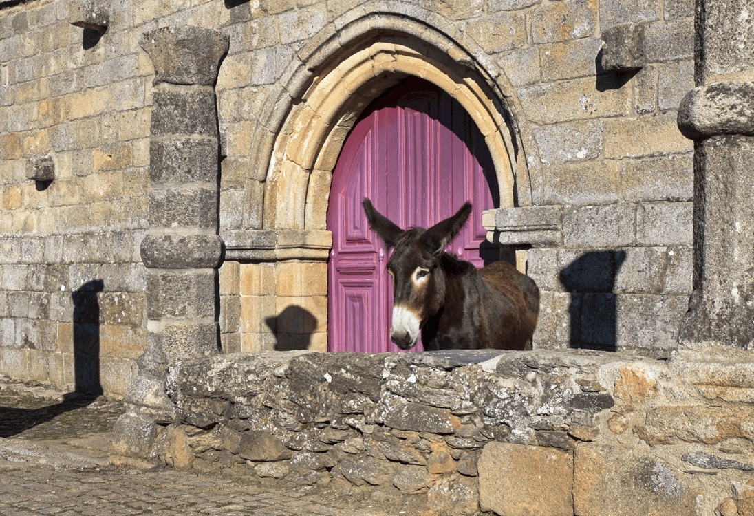 Campanha “11 Burros, 11 Destinos” apela ao apadrinhamento do Burro de Miranda e promove região