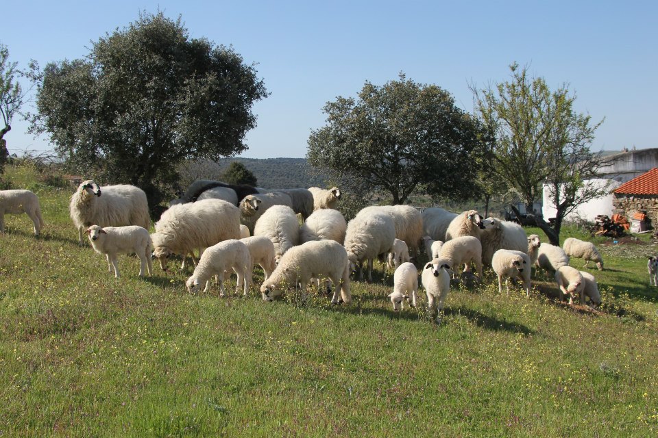 Cordeiro e cabrito certificado da região está a ser escoado devido a campanhas na internet
