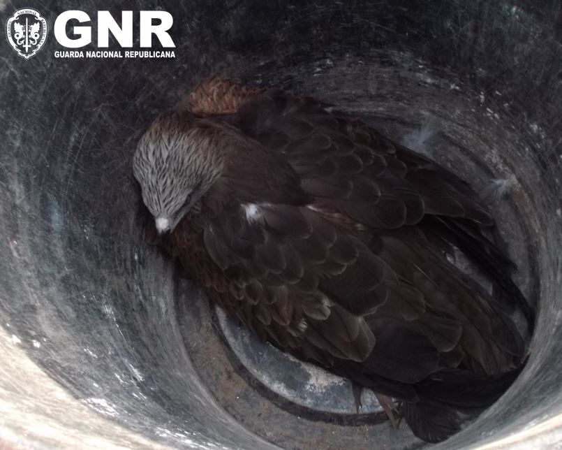 Águia-de-asa-redonda resgatada pela GNR de Freixo