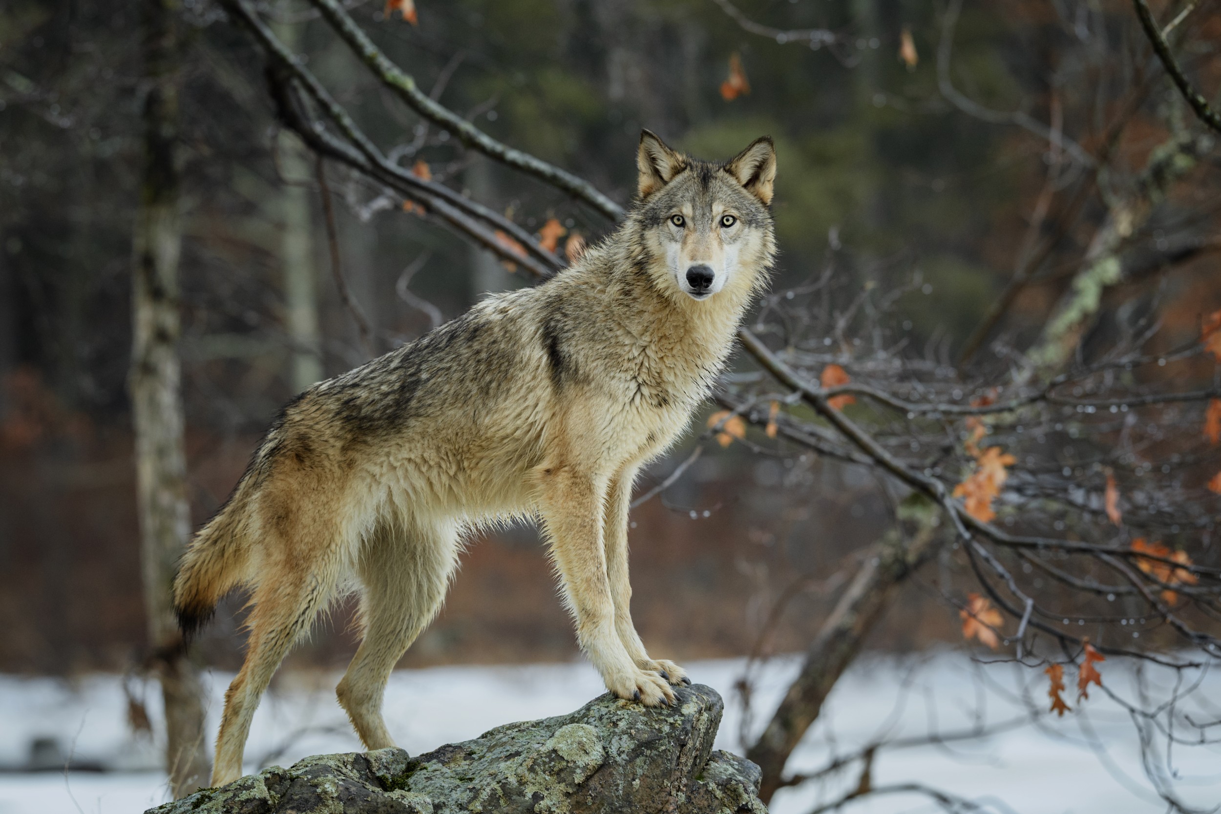 Lobos atacaram outro rebanho desta vez na aldeia de Carocedo