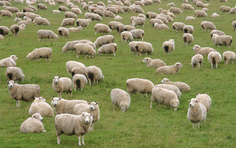 Ataque de cães matou cinco ovelhas em Mogadouro