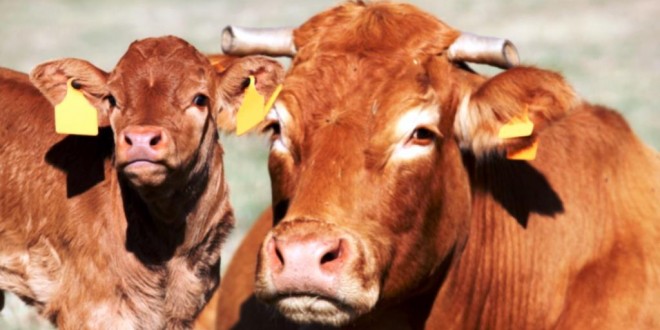 Produtores pecuários de Mirandela vão ter apoio do município na vacinação animal