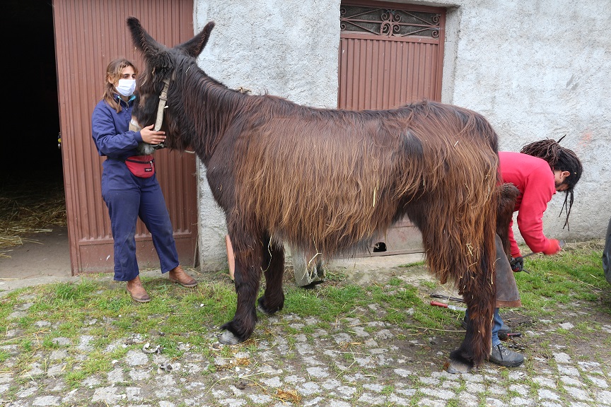 Duas décadas a preservar a única raça asinina autóctone portuguesa