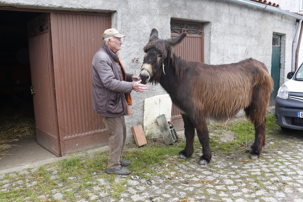 Há 20 anos que AEPGA preserva o Burro de Miranda e tenta reverter perigo de extinção