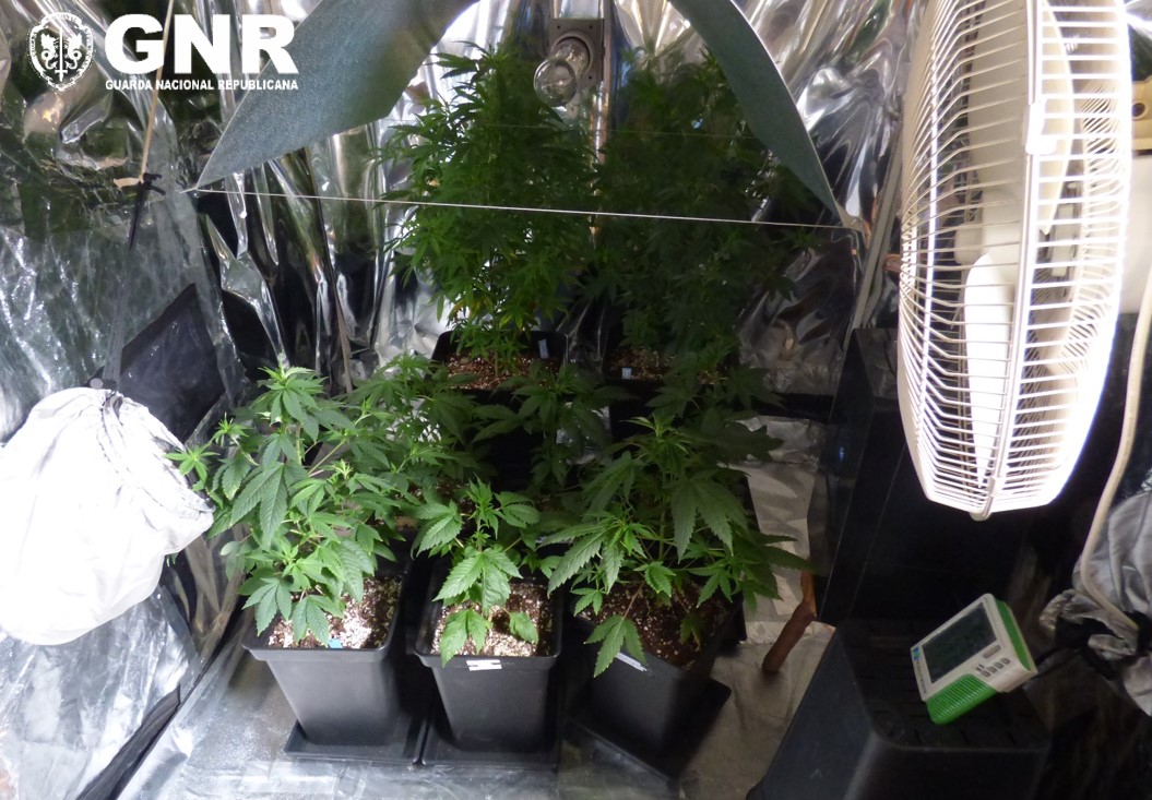 Homem detido por cultivo de cannabis em Mirandela