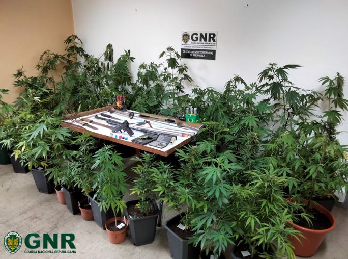 GNR desmantela estufa de canábis em Mirandela e detém casal por tráfico de droga