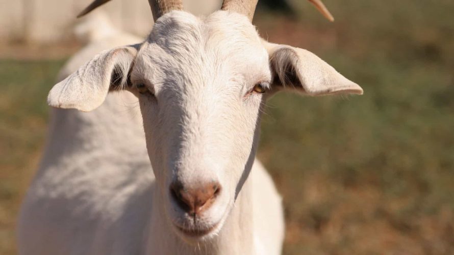 Cães vadios matam cinco cabras a agricultor de Carrazeda de Ansiães