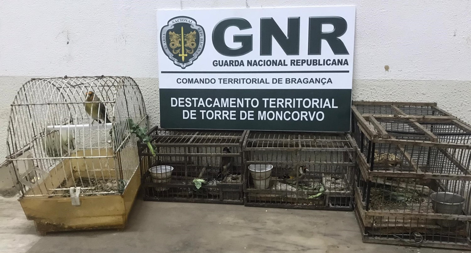 Detido por caça de espécies não cinegéticas Torre de Moncorvo