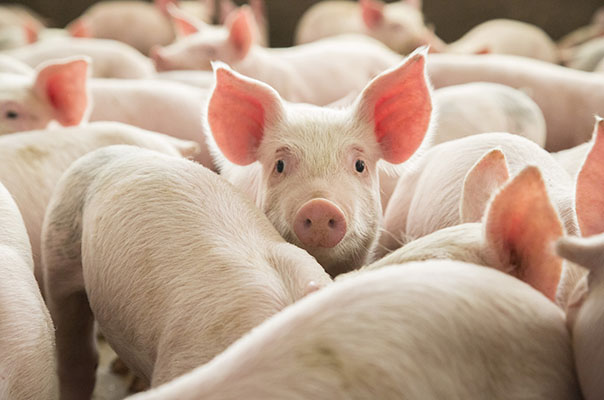 Câmara de Miranda do Douro garante pagamento das acções de sanidade animal de suínos
