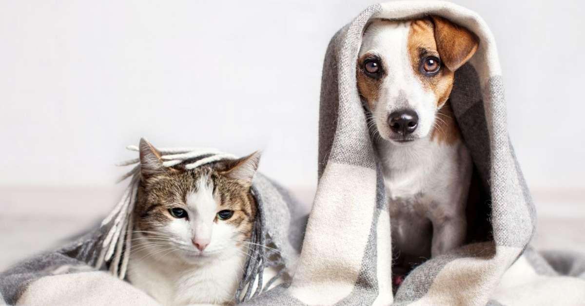 Esterilização gratuita de cães e gatos nos cinco municípios da Terra Quente
