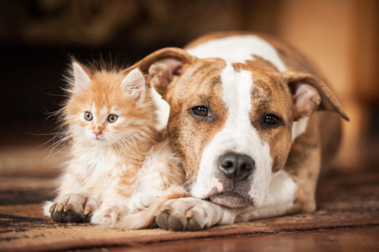 Associação de Municípios da Terra Fria promove esterilização gratuita de animais de companhia