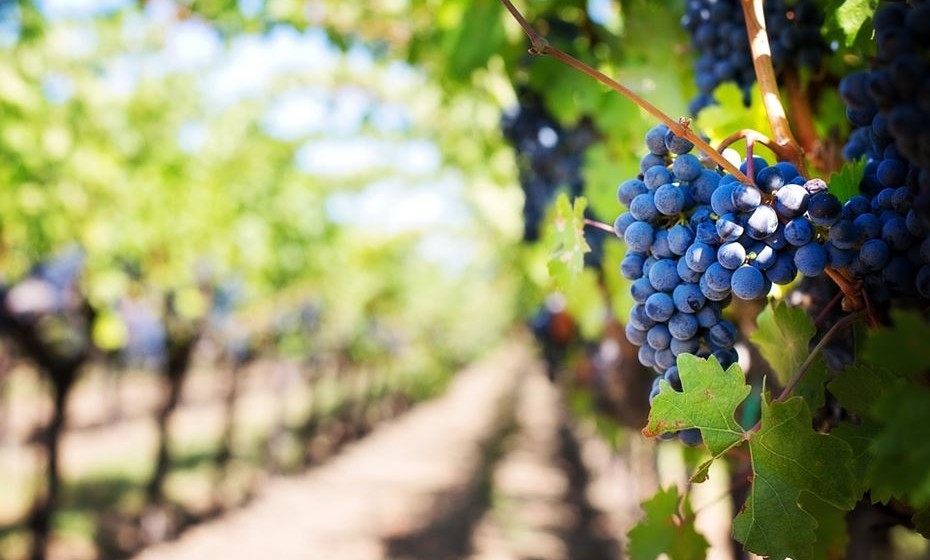 Produtores prestes a começar vindimas mas com algum vinho da campanha passada por vender