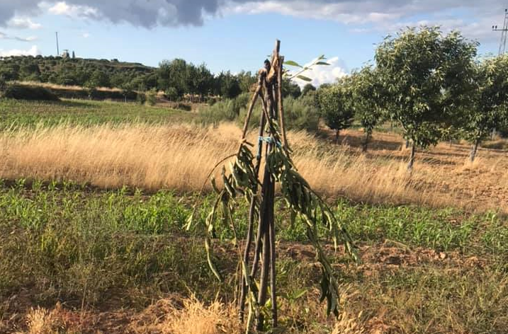Agricultores da Lombada queixam-se dos estragos provocados pelos veados
