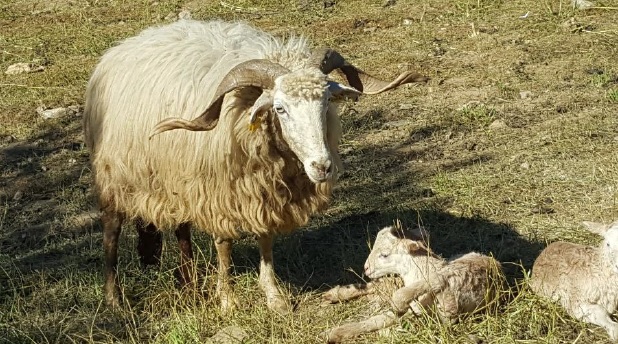 Município de Torre de Moncorvo apoia produtores pecuários na vacinação e desparasitação dos animais