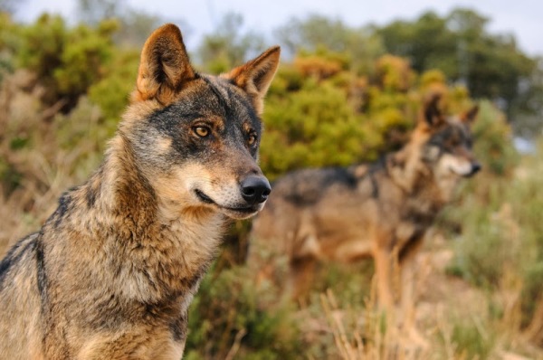 Lobo ibérico poderá estar ameaçado com a caça ao javali