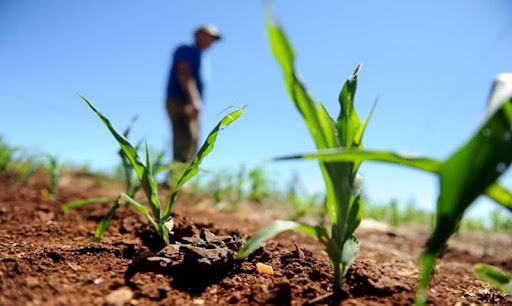 Alterações meteorológicas vão obrigar a adaptar práticas agrícolas