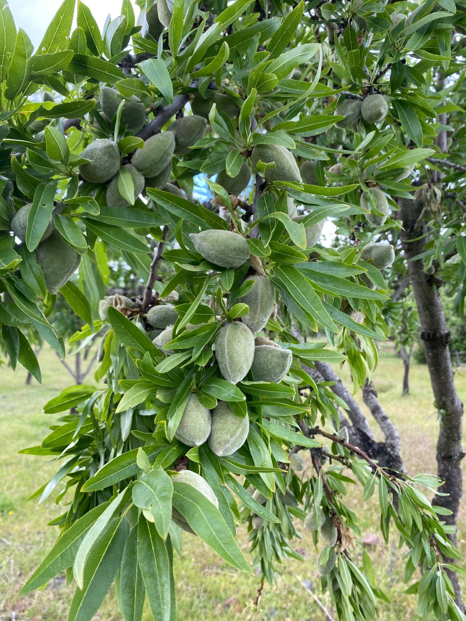 Novas plantações fazem aumentar produção de amêndoa
