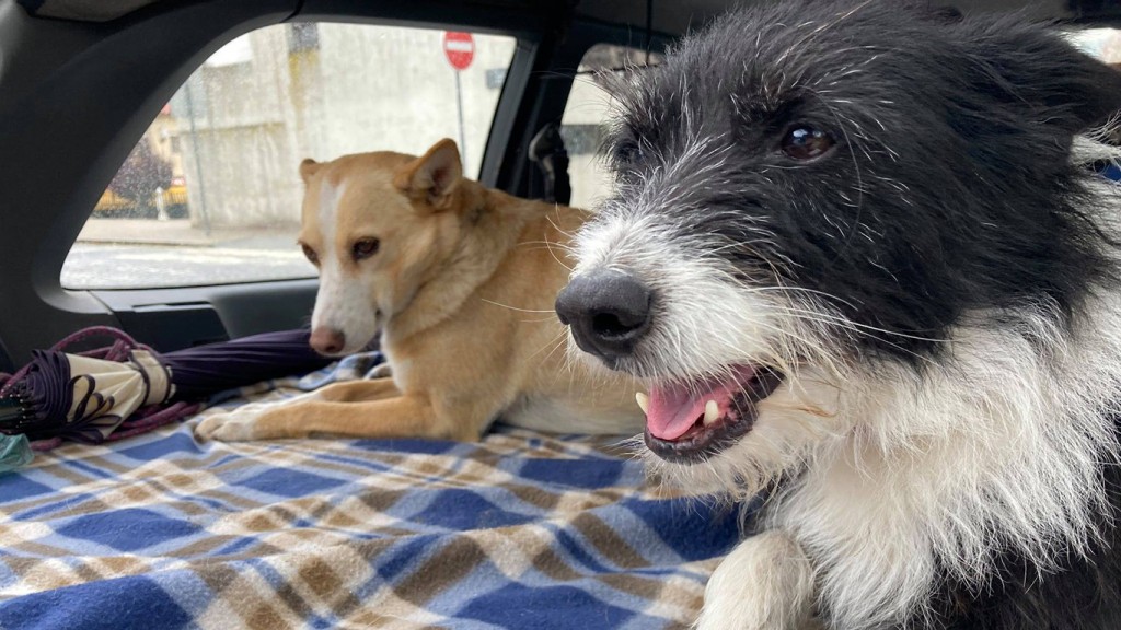 Cão desaparecido há dez meses de Cabeceiras de Basto aparece em Carrazeda de Ansiães