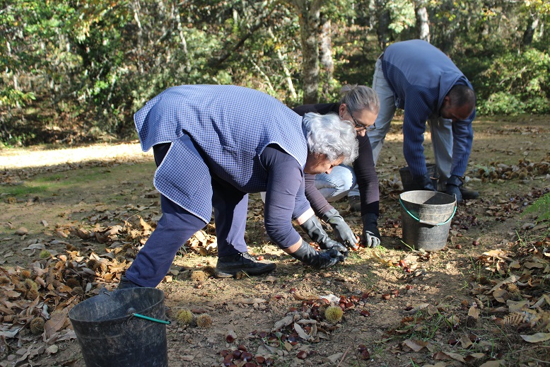 Verão húmido prejudica produção da primeira castanha e atrasa a campanha