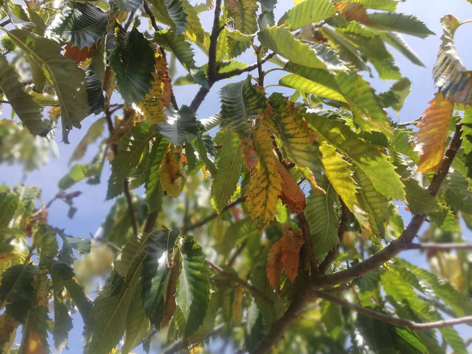 Fungo da humidade ataca soutos na região: produção pode sofrer quebra