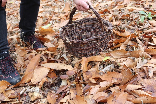Cogumelos devem começar a aparecer em larga quantidade já no começo de Novembro