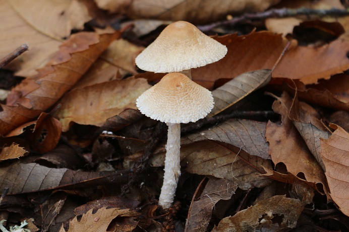 Cogumelos silvestres devem vir em força por estes dias