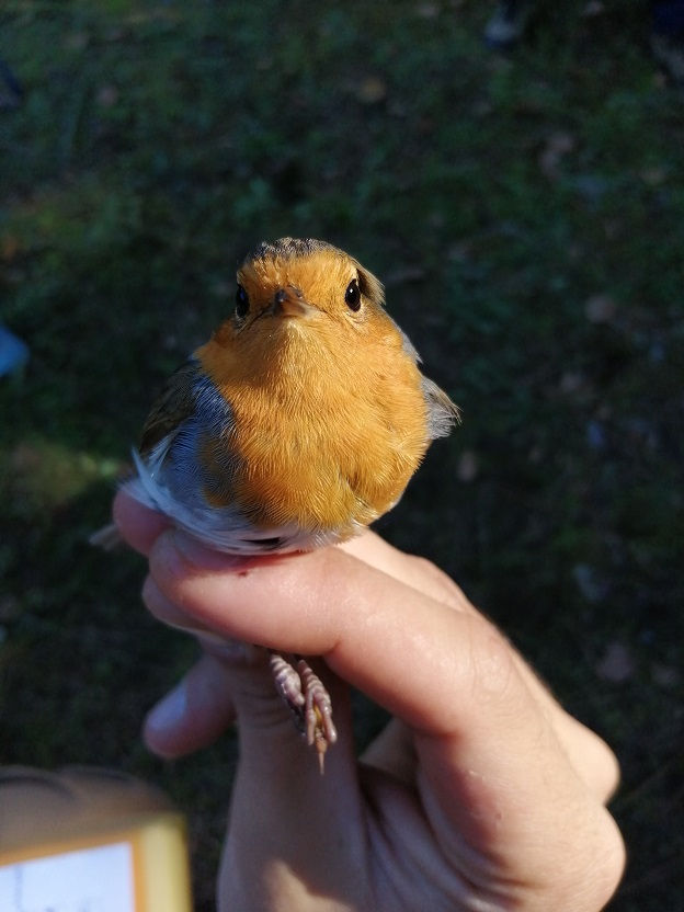 Observação de aves é agora uma das principais atracções do Parque Natural Regional do Vale do Tua