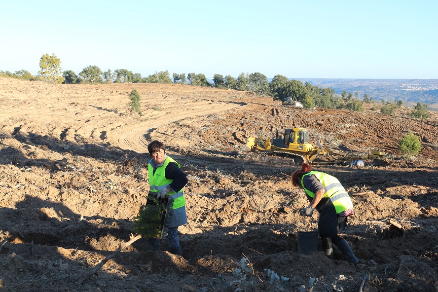 70 hectares de eucaliptal dão lugar a mancha de árvores autóctones em Mogadouro