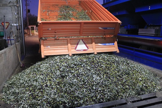 Campanha da azeitona já arrancou e mosca pode ser um problema para a qualidade