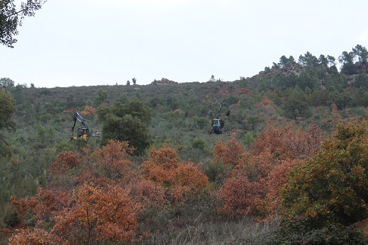 Desmatamento de 300 hectares de árvores no Monte das Capelinhas em Vila Flor está a preocupar os habitantes
