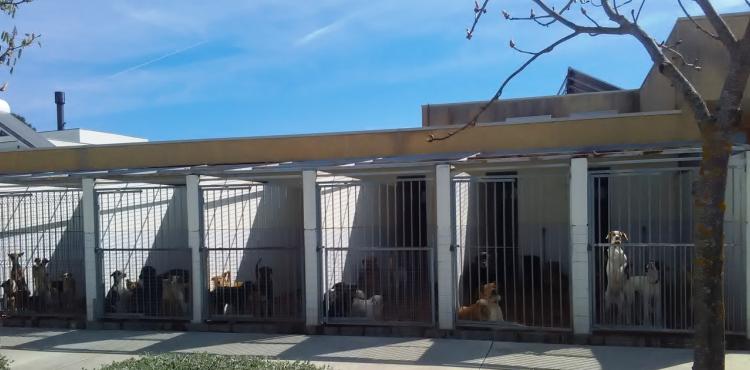 Capturas de animais errantes têm vindo a diminuir mas isso não significa redução do abandono